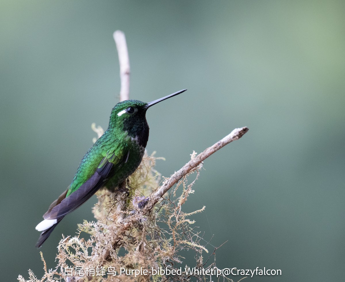 Purple-bibbed Whitetip - ML623554409