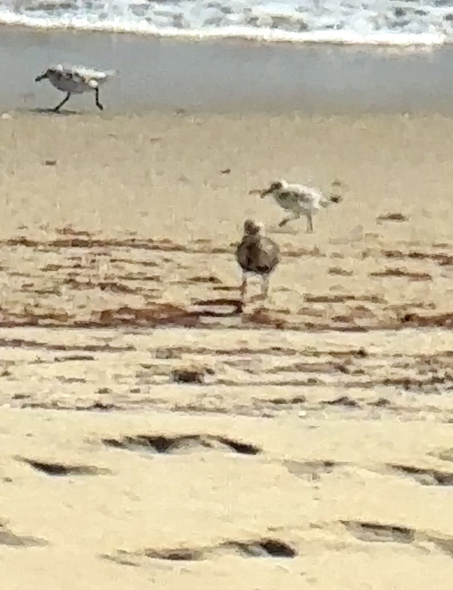 kleiner Strandläufer, unbestimmt - ML623554415