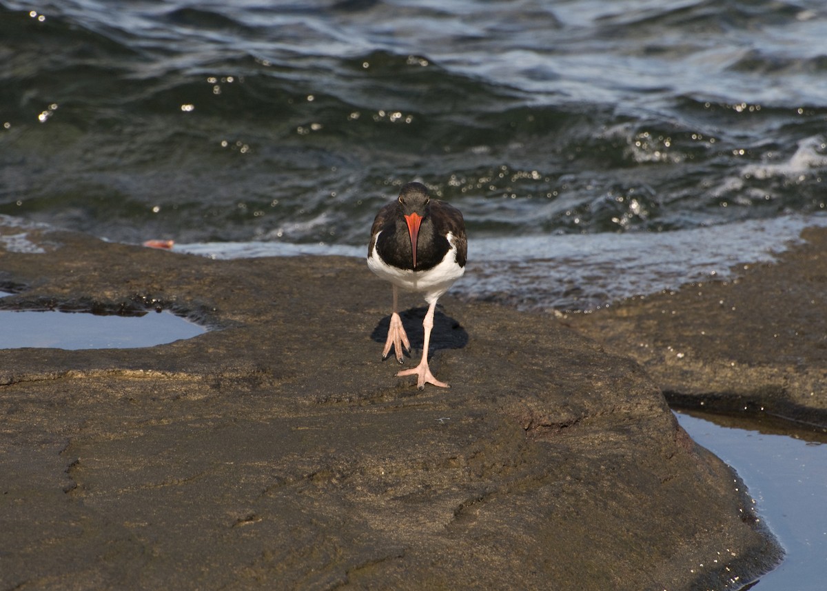 American Oystercatcher - ML623554429