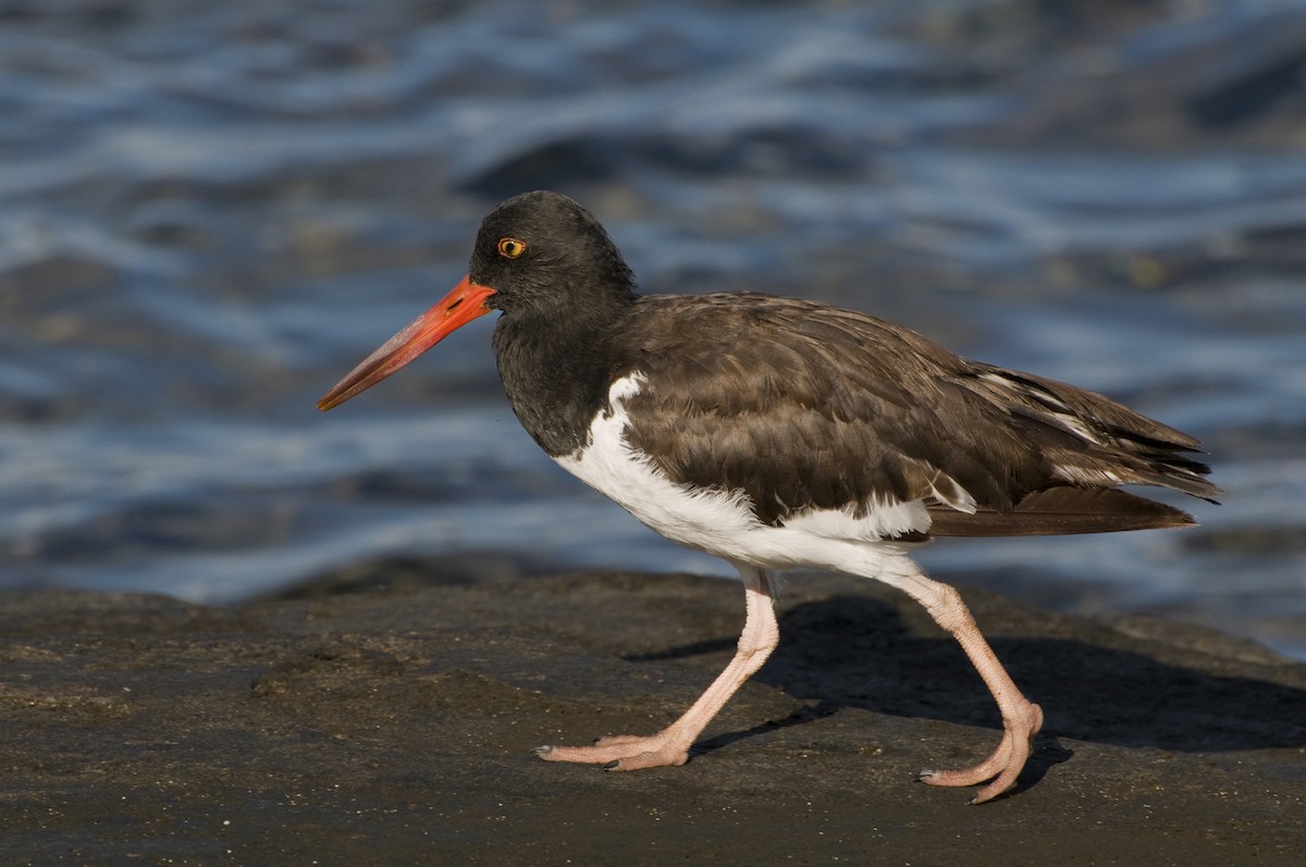 American Oystercatcher - ML623554430