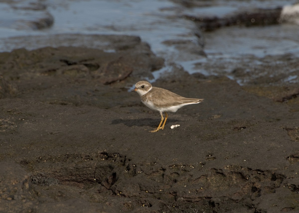 Semipalmated Plover - ML623554432