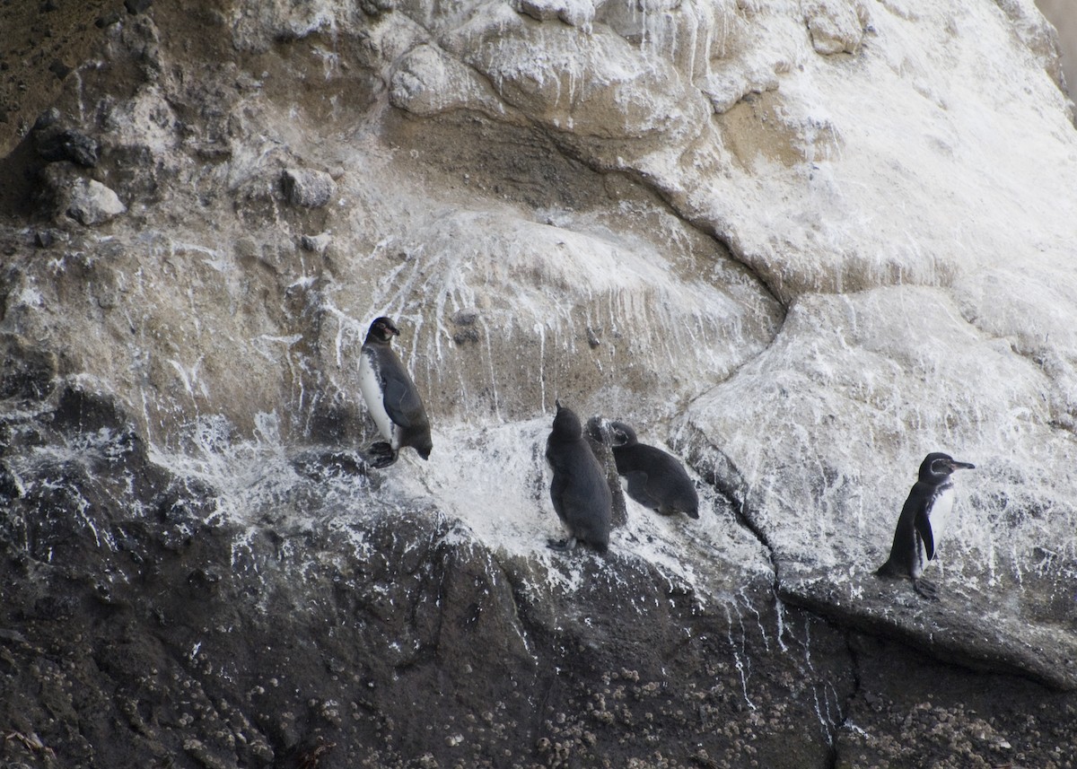 Galapagos Penguin - ML623554439