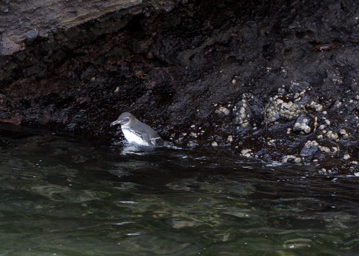 Galapagos Penguin - ML623554440