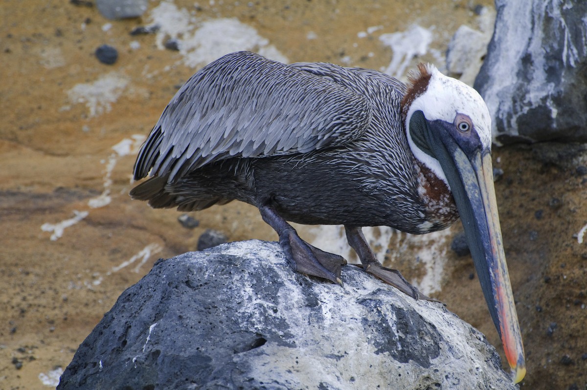 Brown Pelican - ML623554454