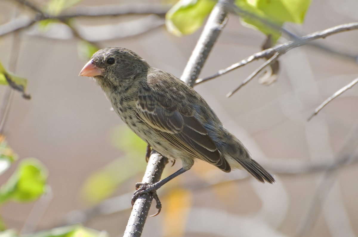 Small Ground-Finch - ML623554480