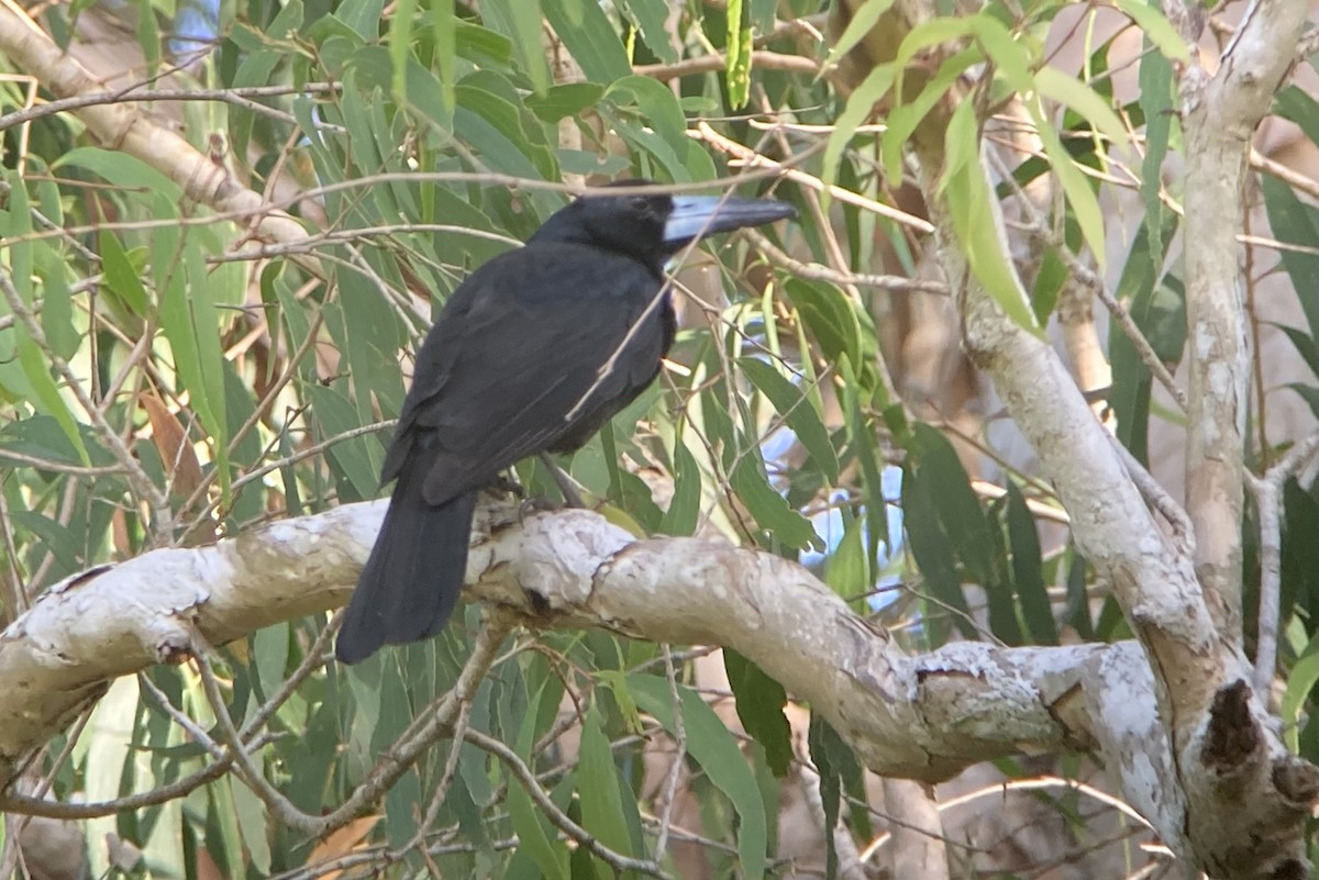 Black Butcherbird - ML623554490