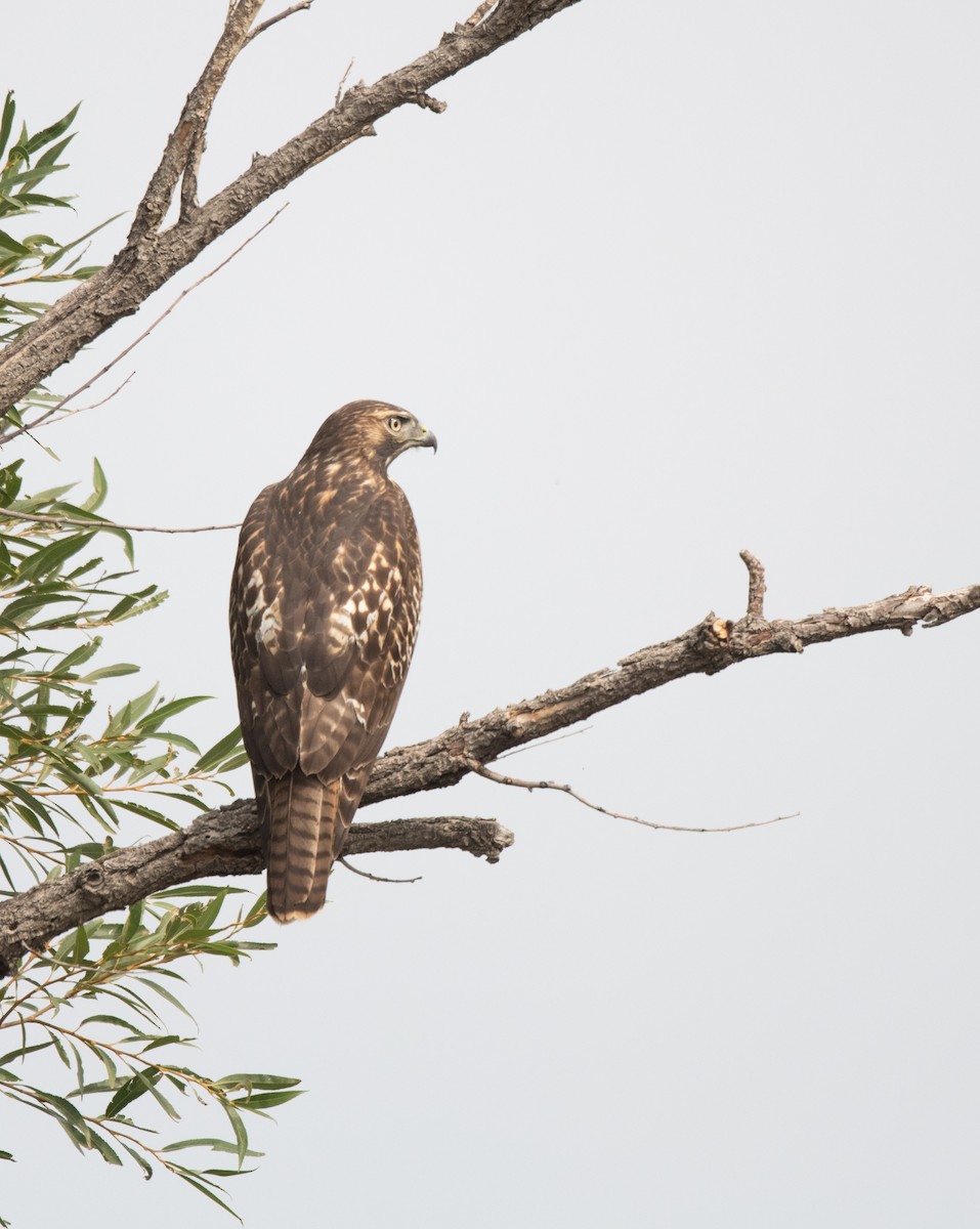 Buse à queue rousse - ML623554509