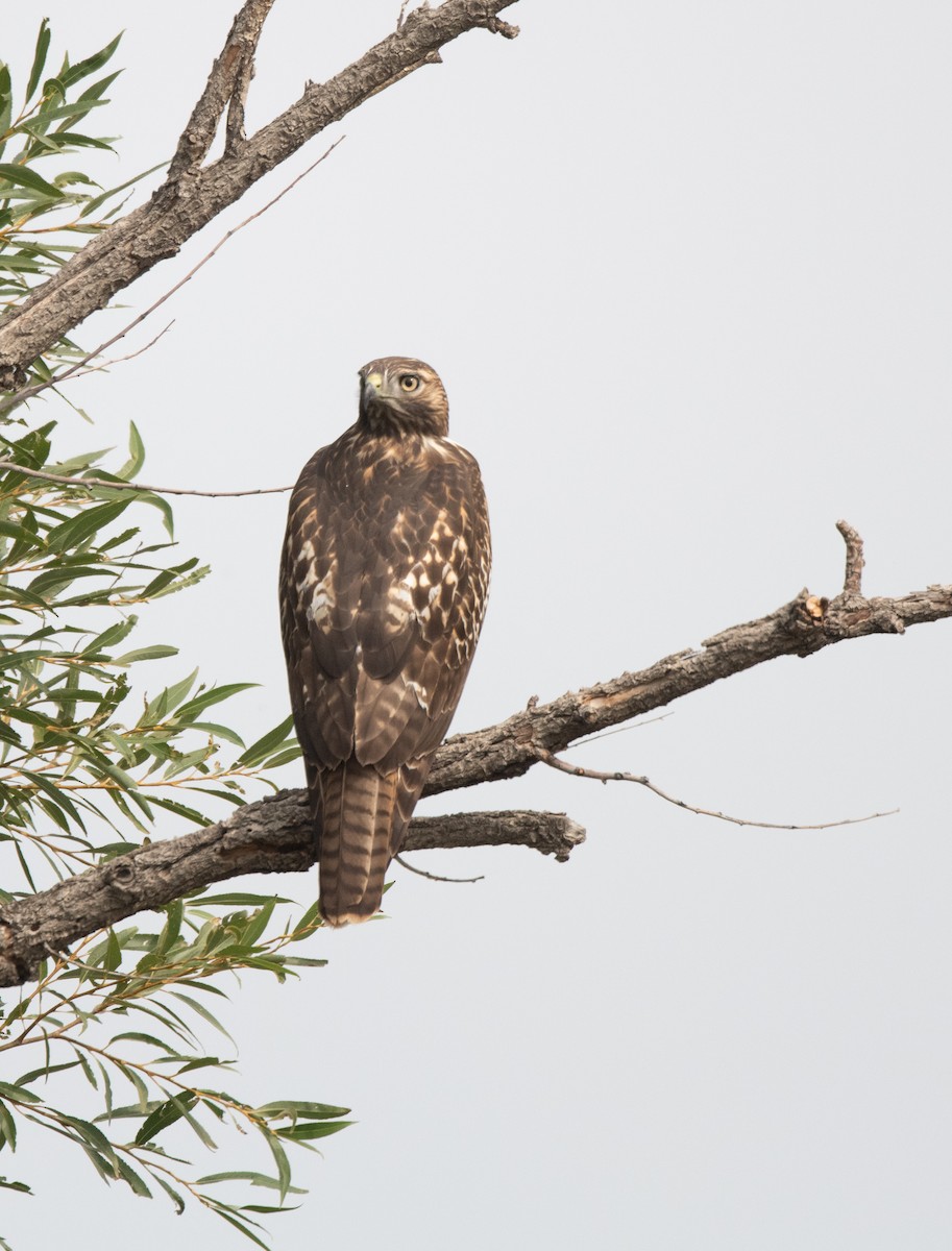 Buse à queue rousse - ML623554510