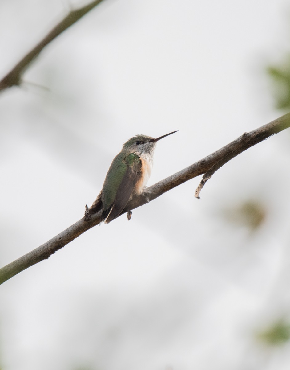 Colibri calliope - ML623554517