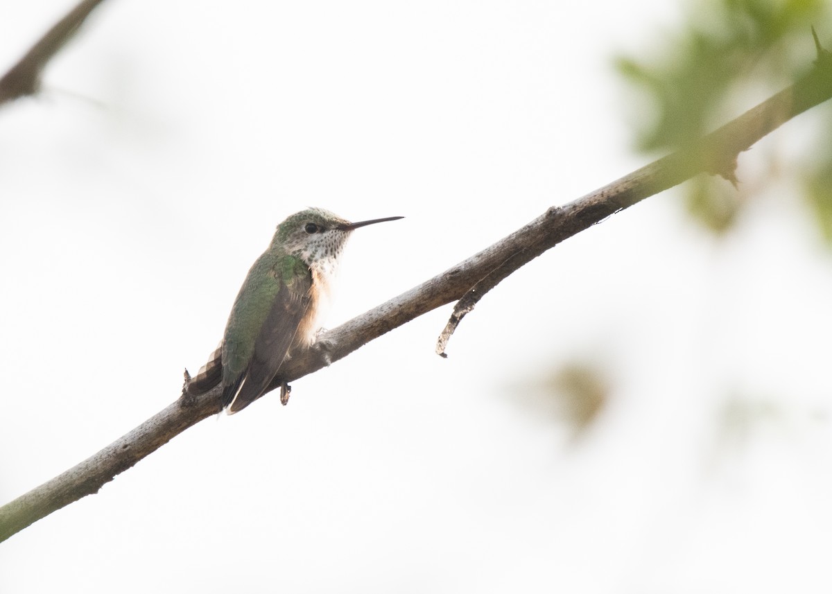 Colibri calliope - ML623554519