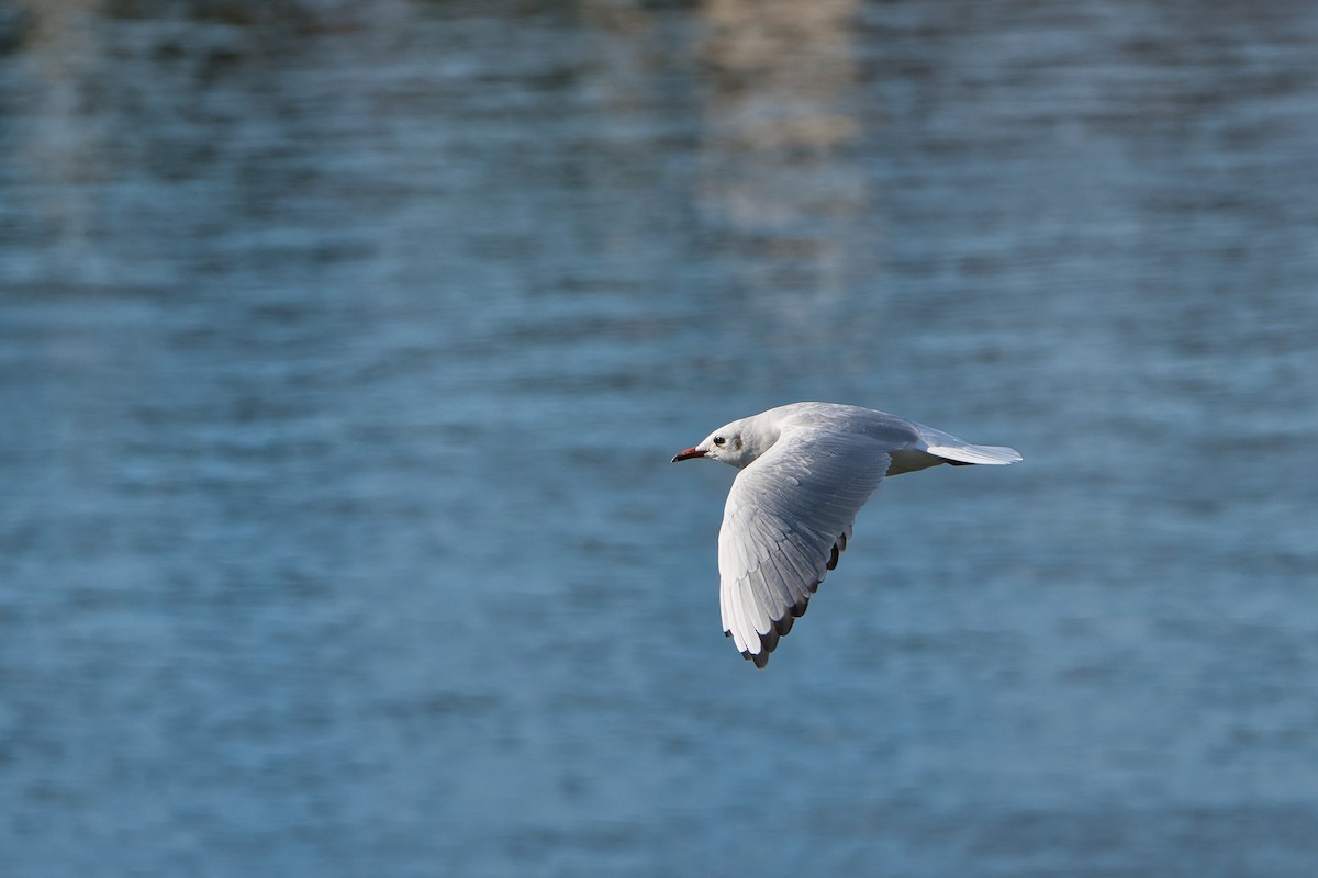 Gaviota Reidora - ML623554520