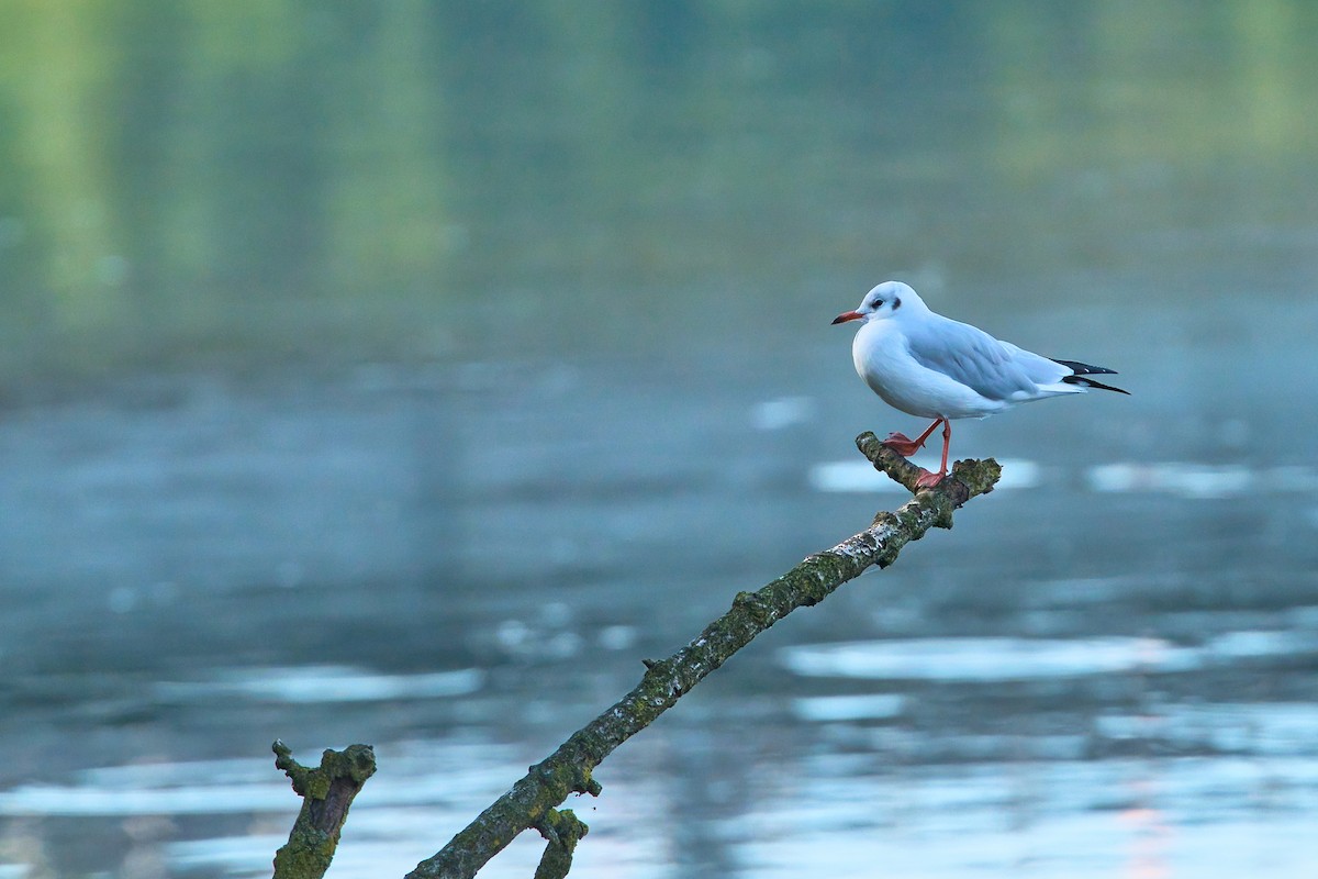 Gaviota Reidora - ML623554522