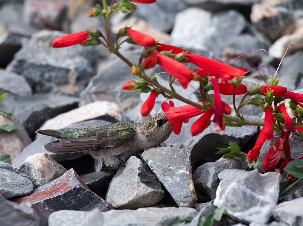 Colibri à gorge noire - ML623554523