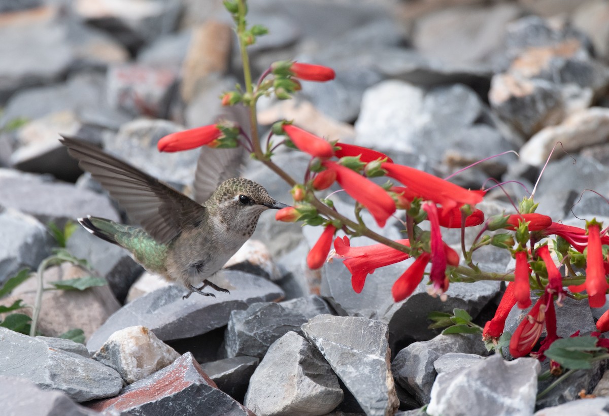 Colibri à gorge noire - ML623554525