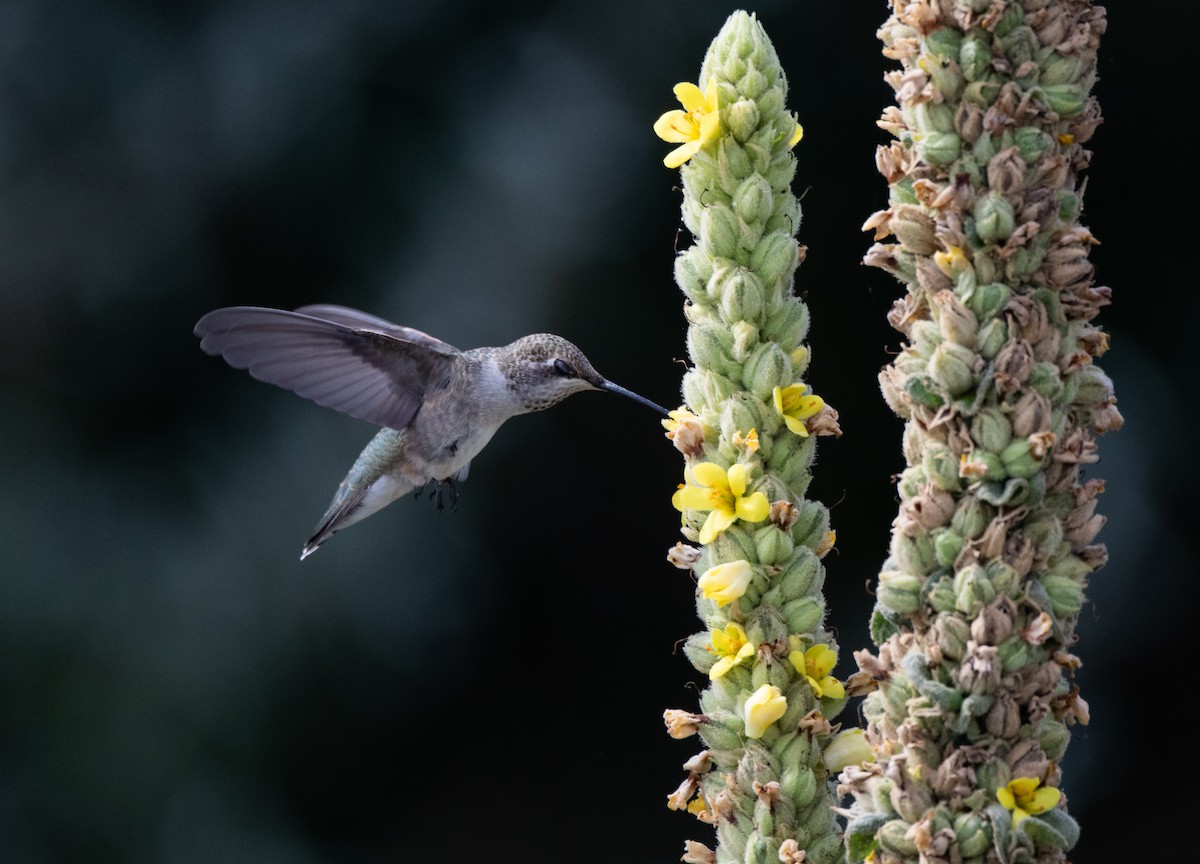 Colibri à gorge noire - ML623554528
