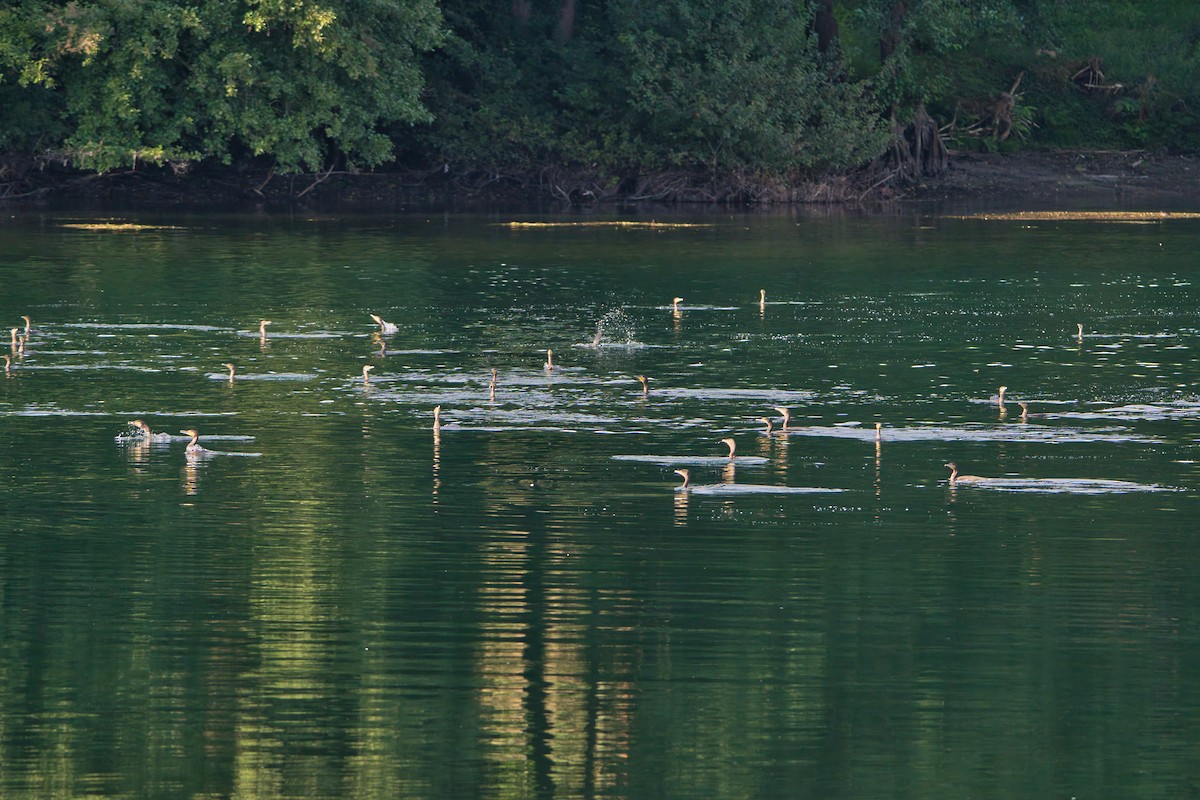 Great Cormorant - ML623554530