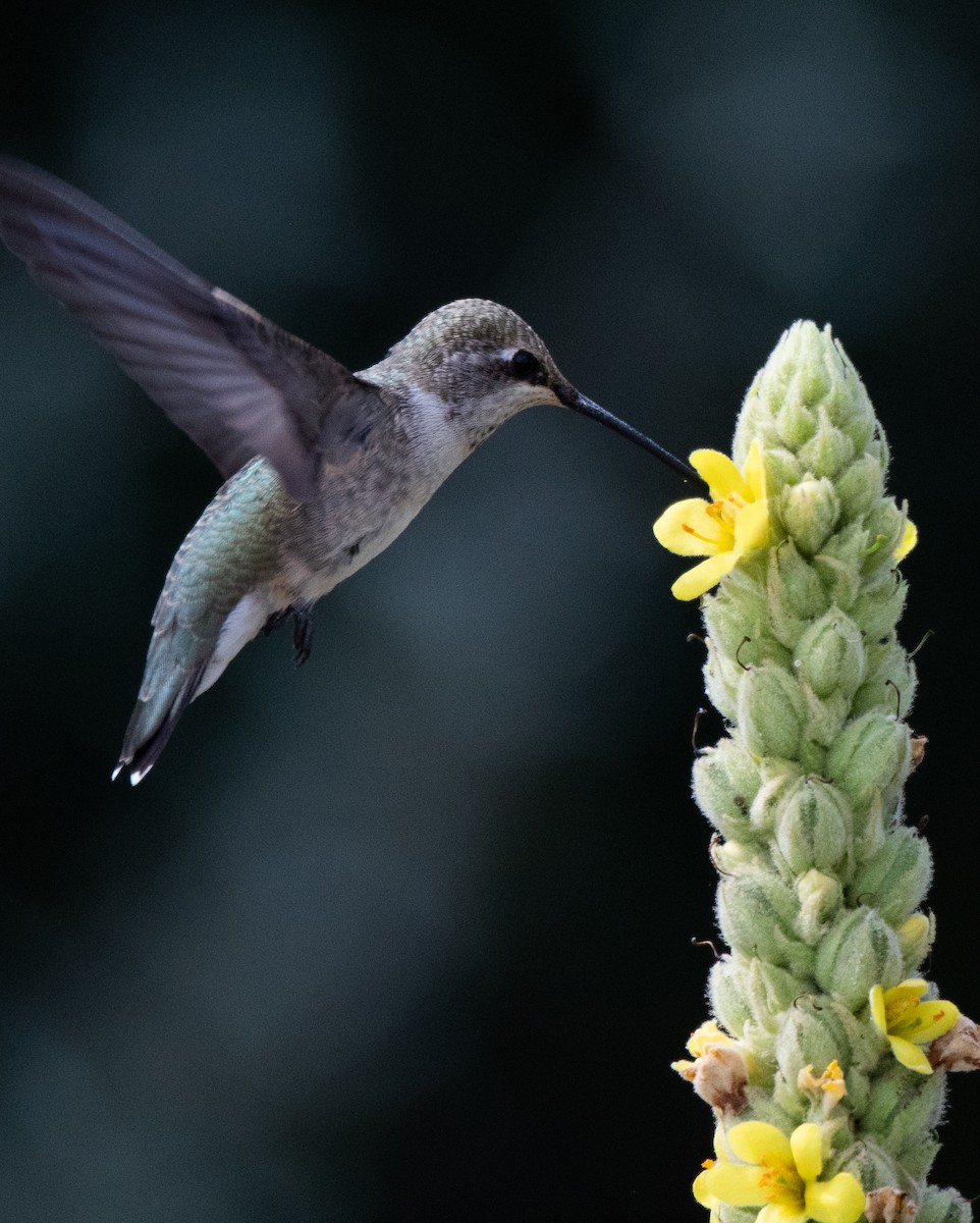Colibri à gorge noire - ML623554531