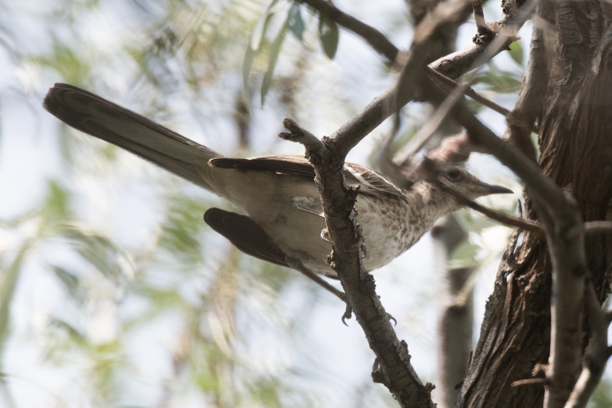 Moqueur polyglotte - ML623554535