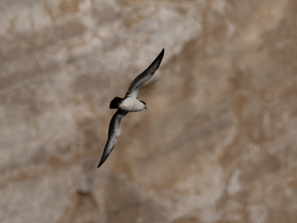 Galapagos Shearwater - ML623554545