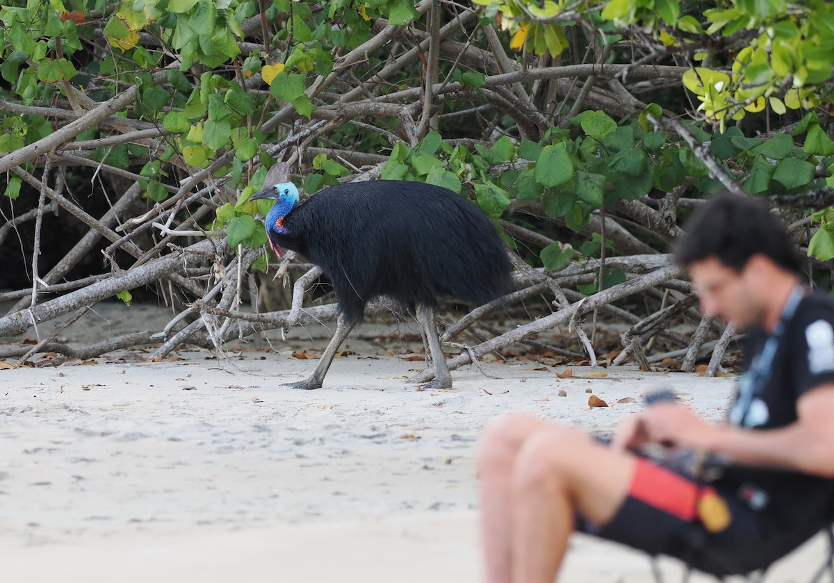 Southern Cassowary - Scott (瑞興) LIN(林)