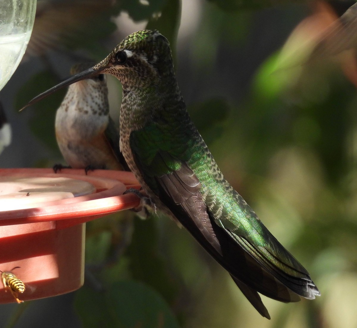 Rivoli's Hummingbird - Julie Furgason