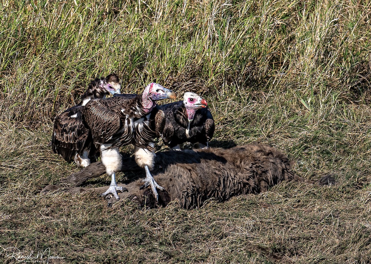 White-headed Vulture - ML623554638