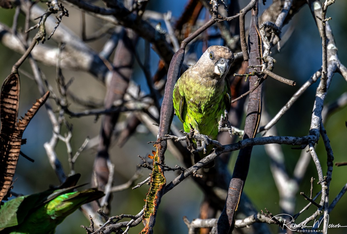 Brown-headed Parrot - ML623554659