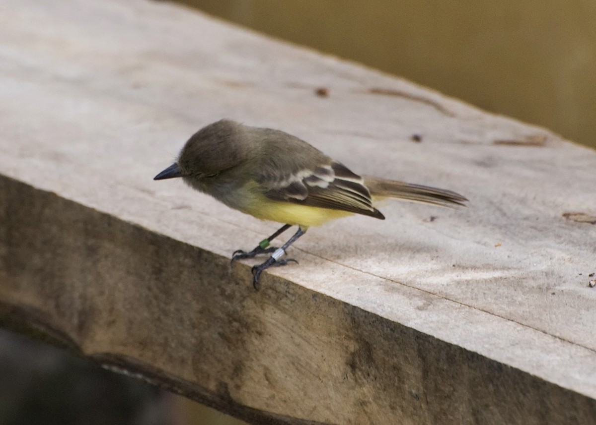 Galapagos Flycatcher - ML623554697