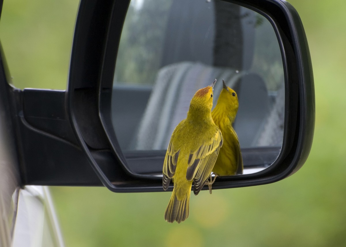 Yellow Warbler (Galapagos) - ML623554699