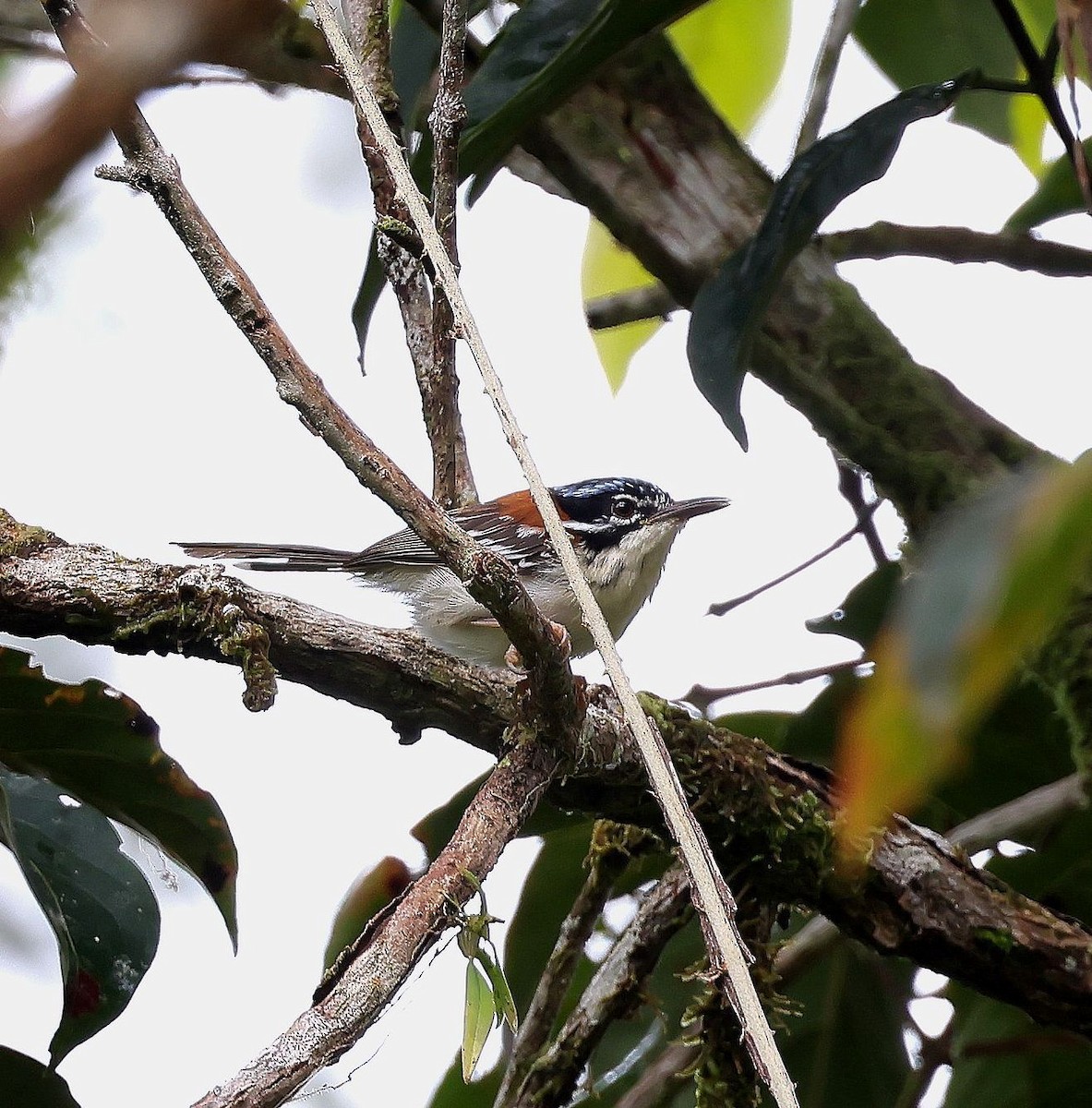 Wallace's Fairywren - ML623554743