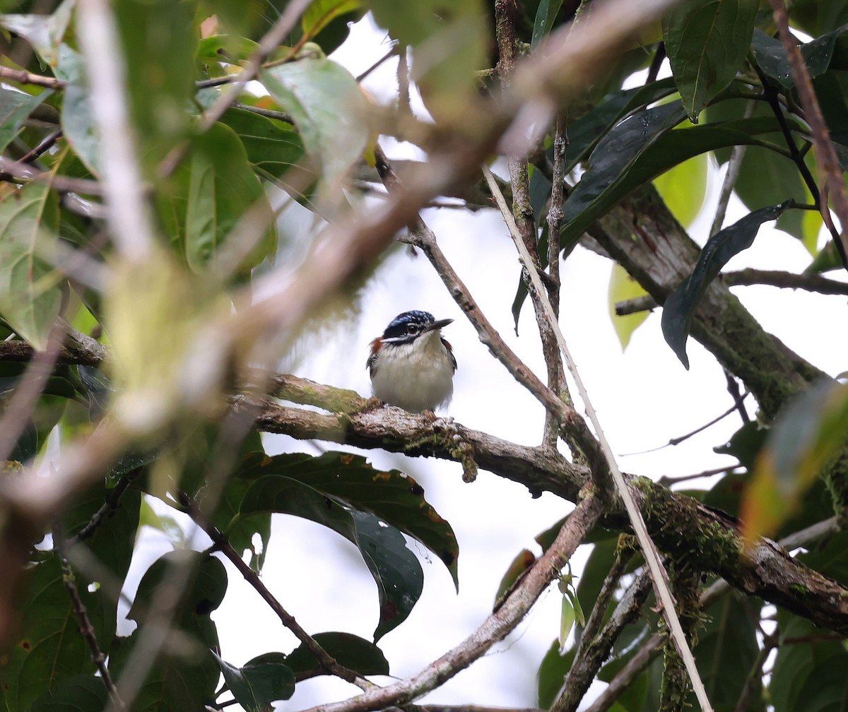 Wallace's Fairywren - ML623554753