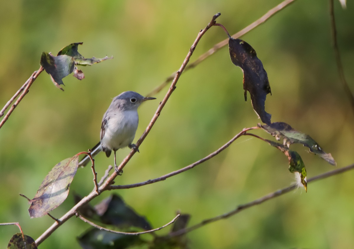 Blue-gray Gnatcatcher - ML623554754