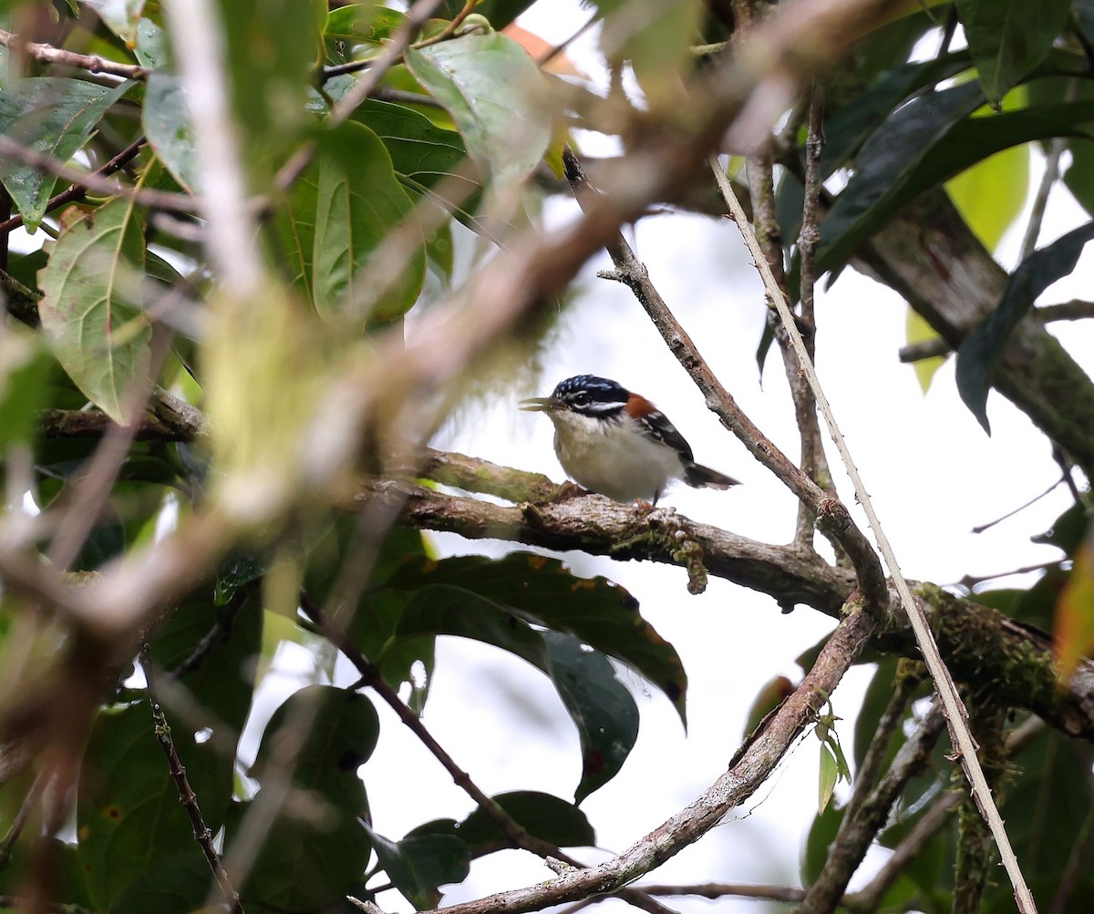 Wallace's Fairywren - ML623554759