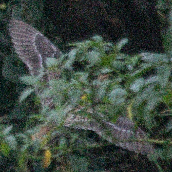 Pin-tailed Snipe - ML623554767