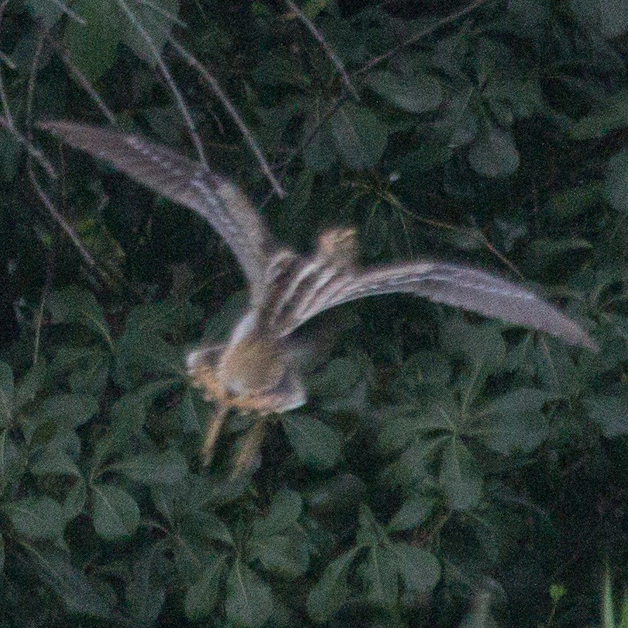 Pin-tailed Snipe - ML623554768