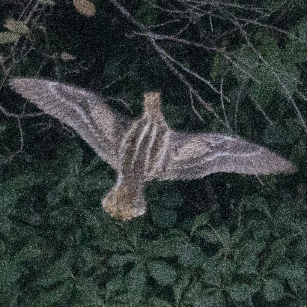 Pin-tailed Snipe - ML623554769