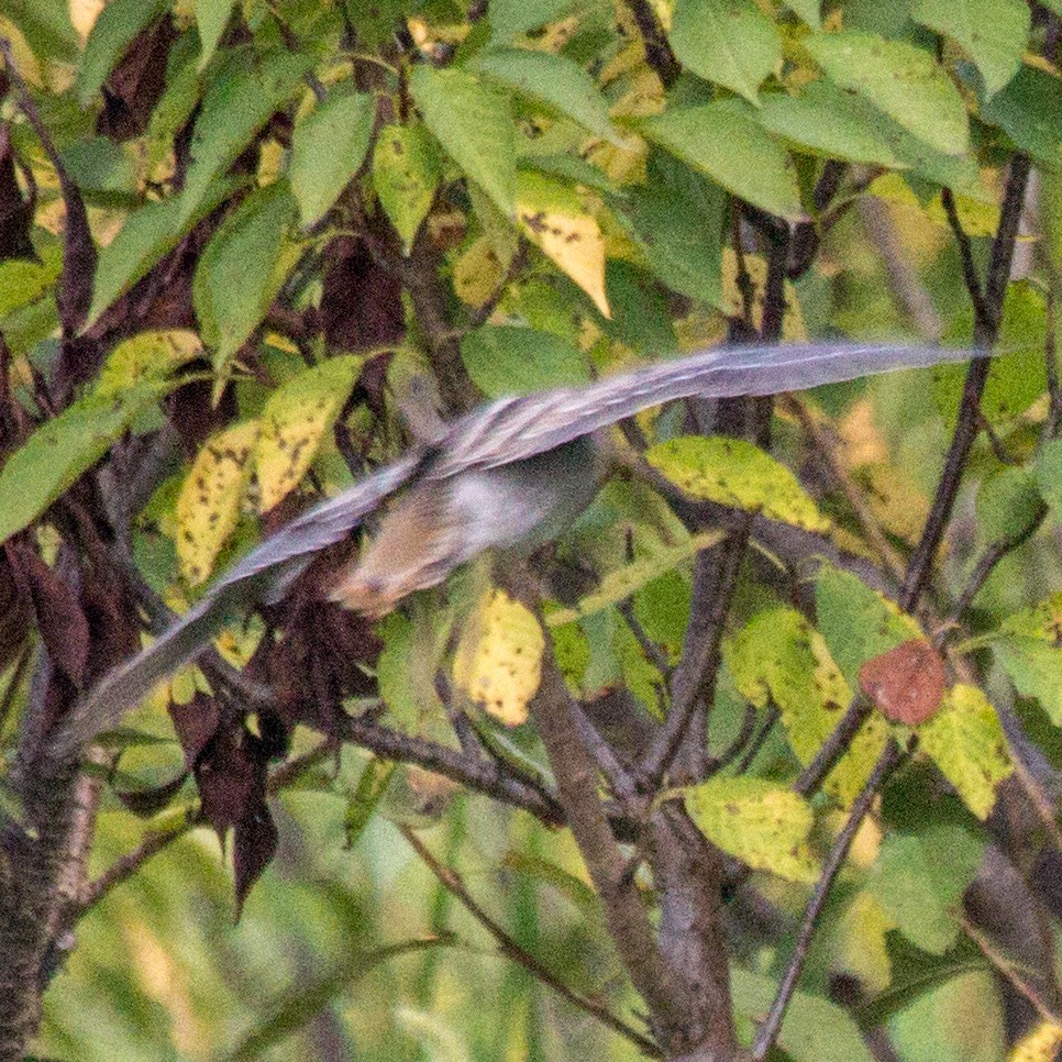 Pin-tailed Snipe - ML623554770