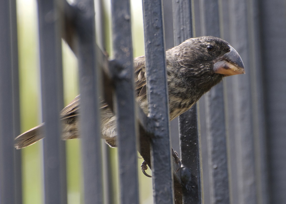 Large Ground-Finch - Laurence Green