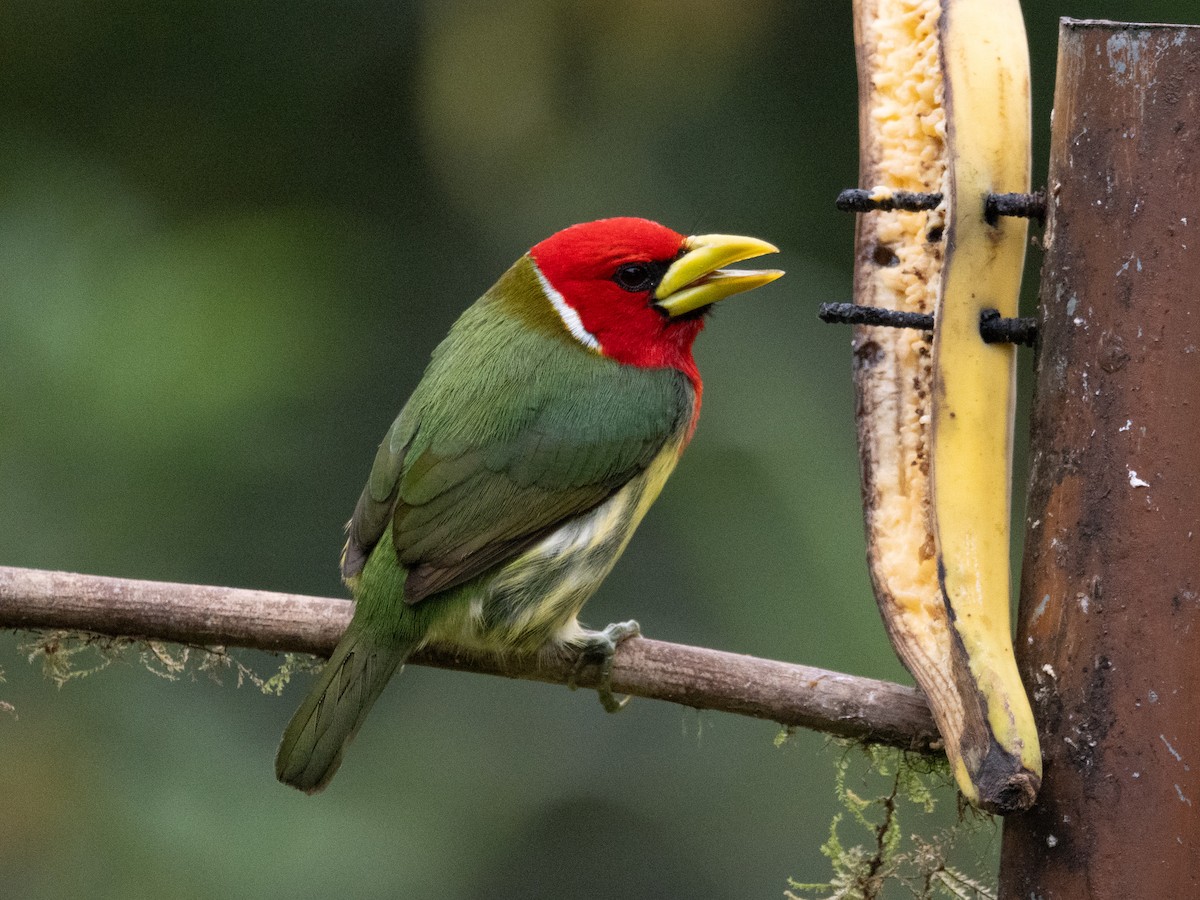 Red-headed Barbet - ML623554781