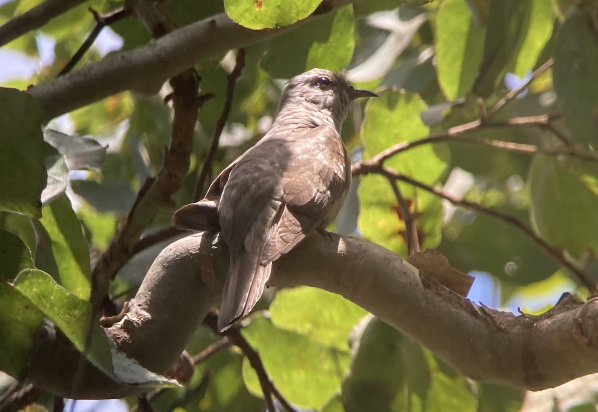 Brush Cuckoo - ML623554782