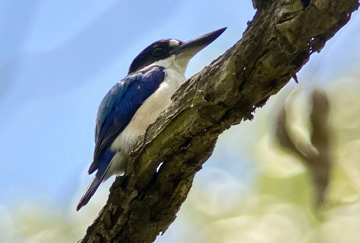 Forest Kingfisher - ML623554801