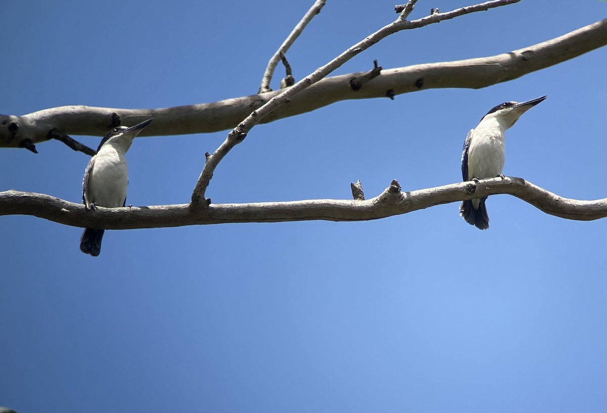 Forest Kingfisher - ML623554804