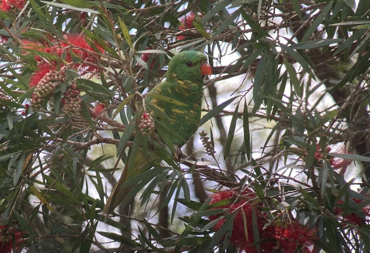 Scaly-breasted Lorikeet - ML623554807