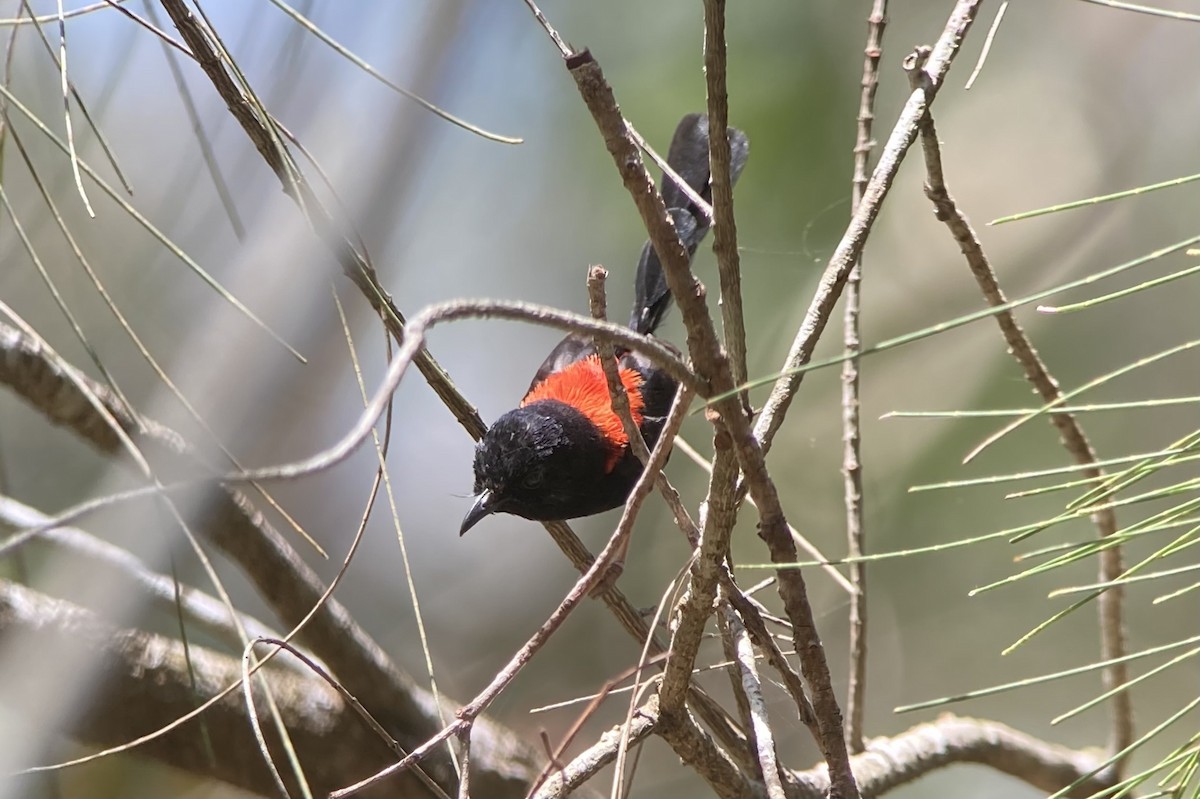 Red-backed Fairywren - ML623554816