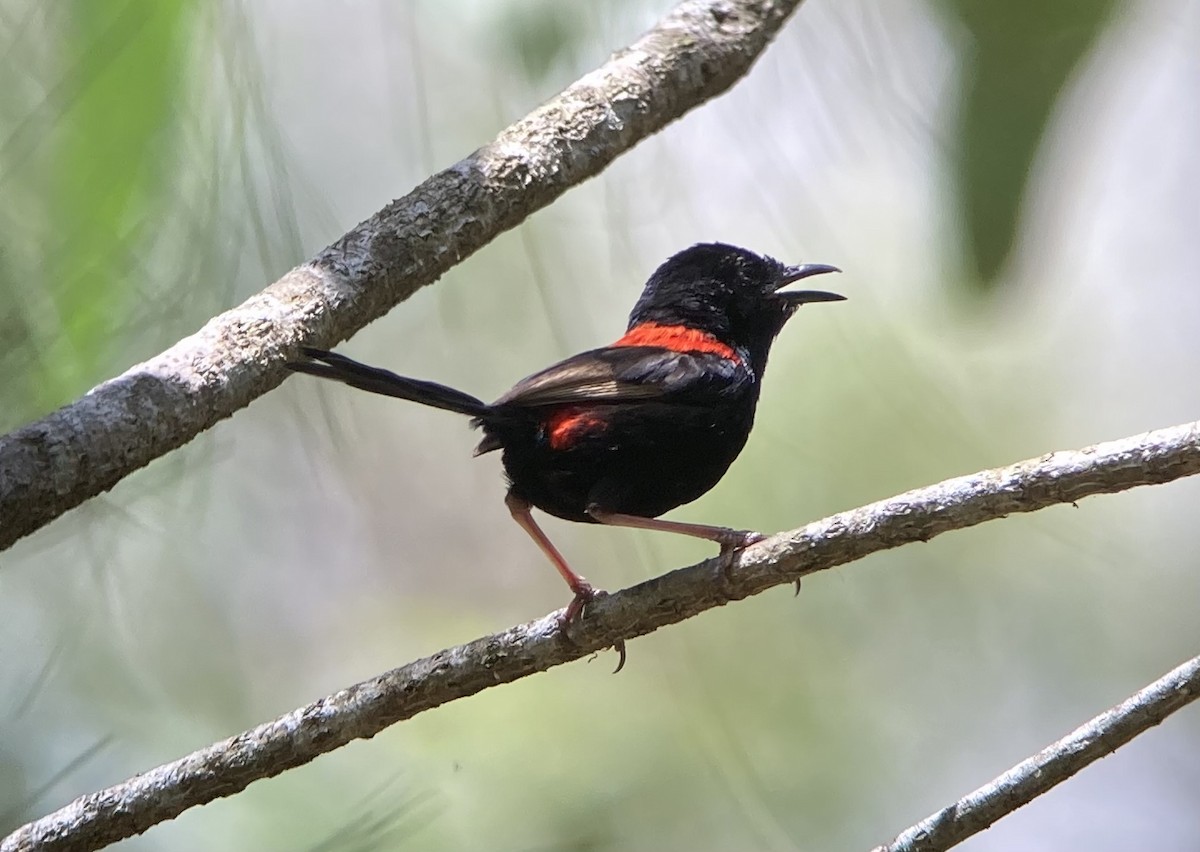 Red-backed Fairywren - ML623554821