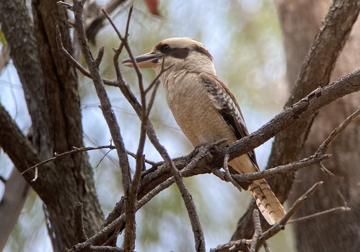 Laughing Kookaburra - Barry Zimmer