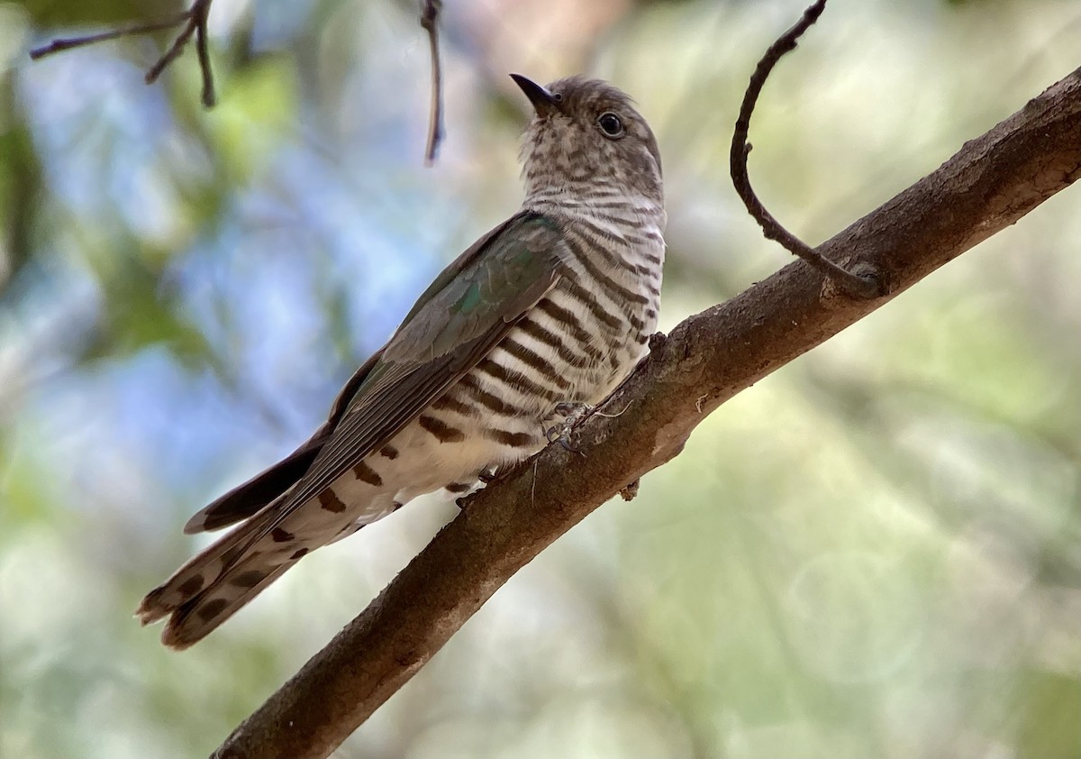 Shining Bronze-Cuckoo - Barry Zimmer