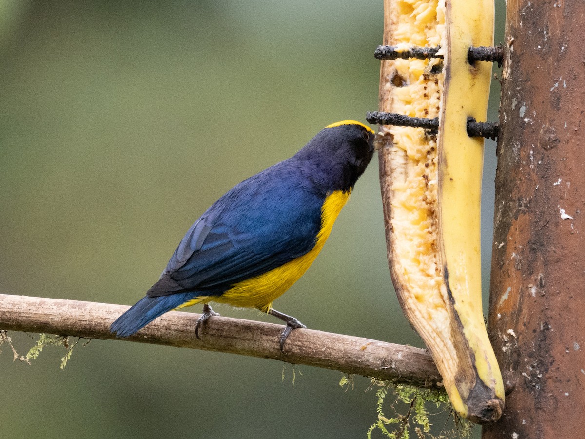 Orange-crowned Euphonia - ML623554860