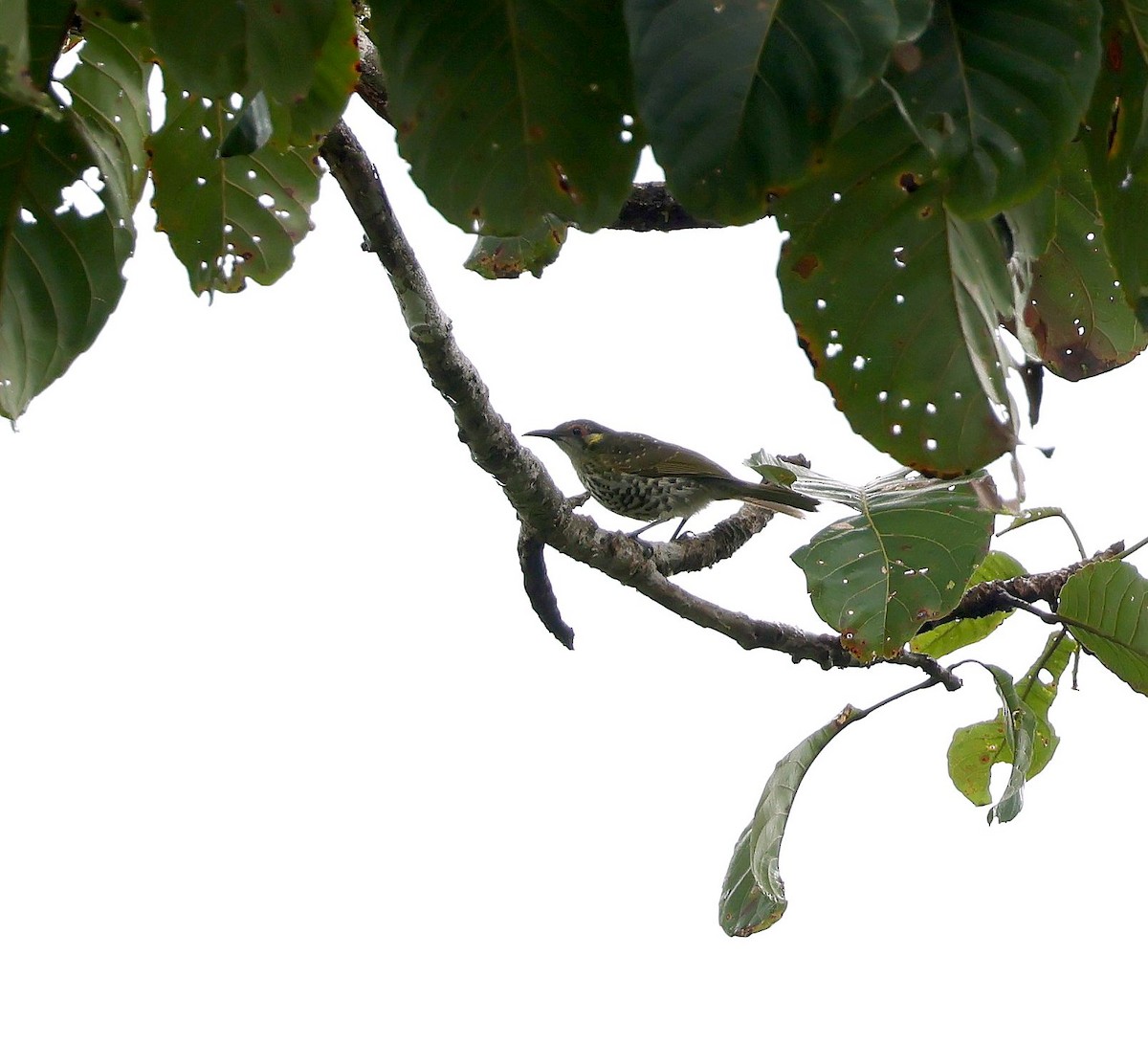 Spotted Honeyeater - ML623554865