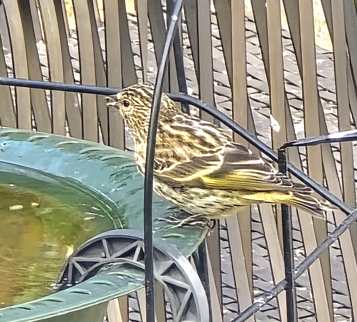 Pine Siskin - ML623554884